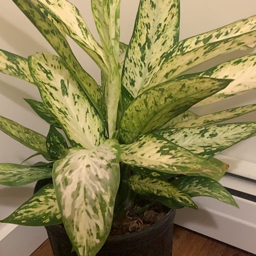 Photo of the plant species Dieffenbachia 'Compacta' by @BigSapote20 named Maya on Greg, the plant care app