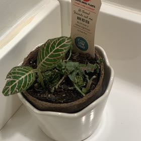 Photo of the plant species Mini Red Vein Plant by @BigSapote20 named Elle on Greg, the plant care app