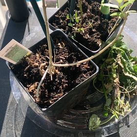 Photo of the plant species lemon verbena by @BigSapote20 named Aristotle on Greg, the plant care app