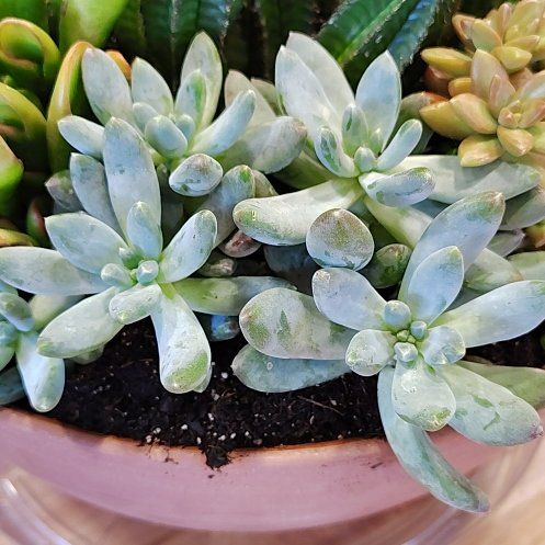 Photo of the plant species Graptosedum 'Blue Giant' by @PlantLuv named Denali on Greg, the plant care app