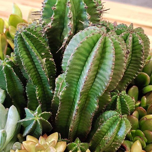 Photo of the plant species Tanzania Zipper Plant by @PlantLuv named Zip on Greg, the plant care app