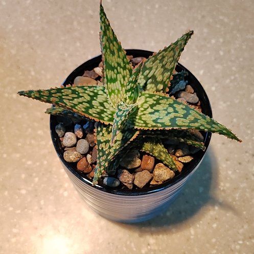 Photo of the plant species Firecracker by @PlantLuv named Delilah on Greg, the plant care app
