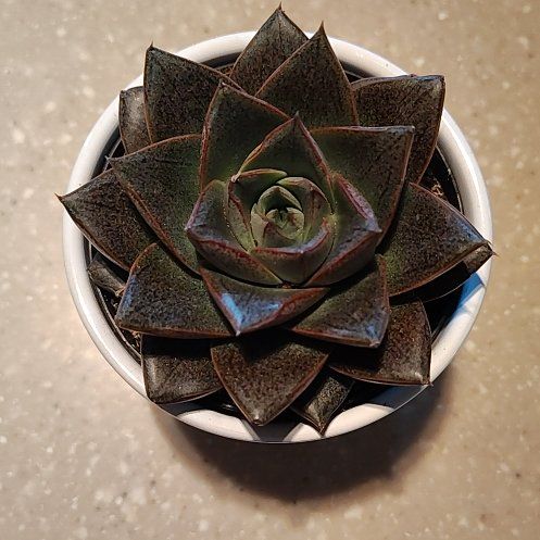 Photo of the plant species Urbinia Purpusii by @PlantLuv named Raina on Greg, the plant care app