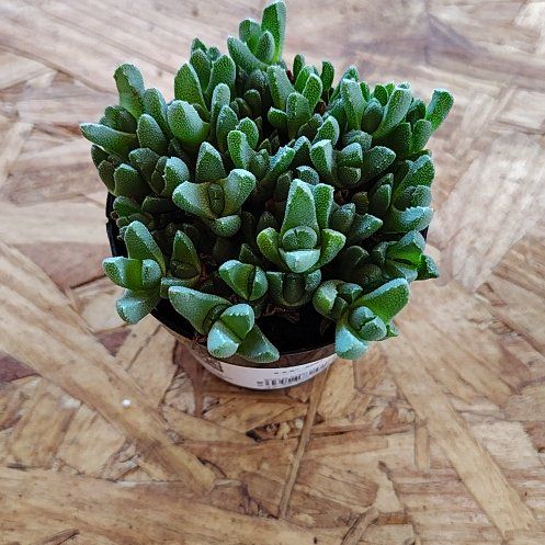Photo of the plant species Stomatium acutifolium by @PlantLuv named Owen on Greg, the plant care app