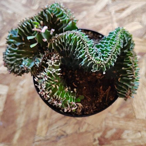 Photo of the plant species Crested Elkhorn by @PlantLuv named Ferg on Greg, the plant care app