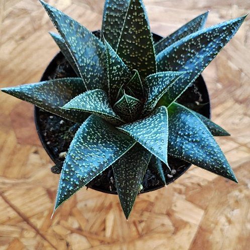Photo of the plant species Gasteraloe 'Apollo' by @PlantLuv named Starla on Greg, the plant care app
