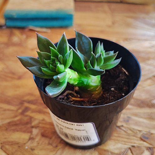 Photo of the plant species Echeveria Hybrid by @PlantLuv named Girlfrond on Greg, the plant care app