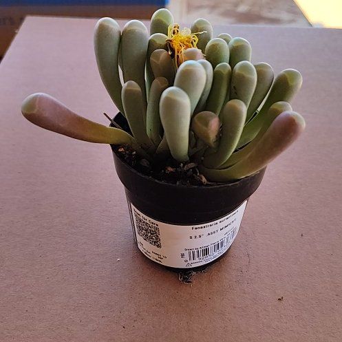 Photo of the plant species Baby Toes by @PlantLuv named Kendall on Greg, the plant care app