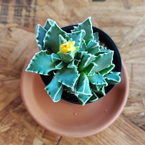 Photo of the plant species Faucaria bosscheana var. haagei by @PlantLuv named Treeyoncé on Greg, the plant care app