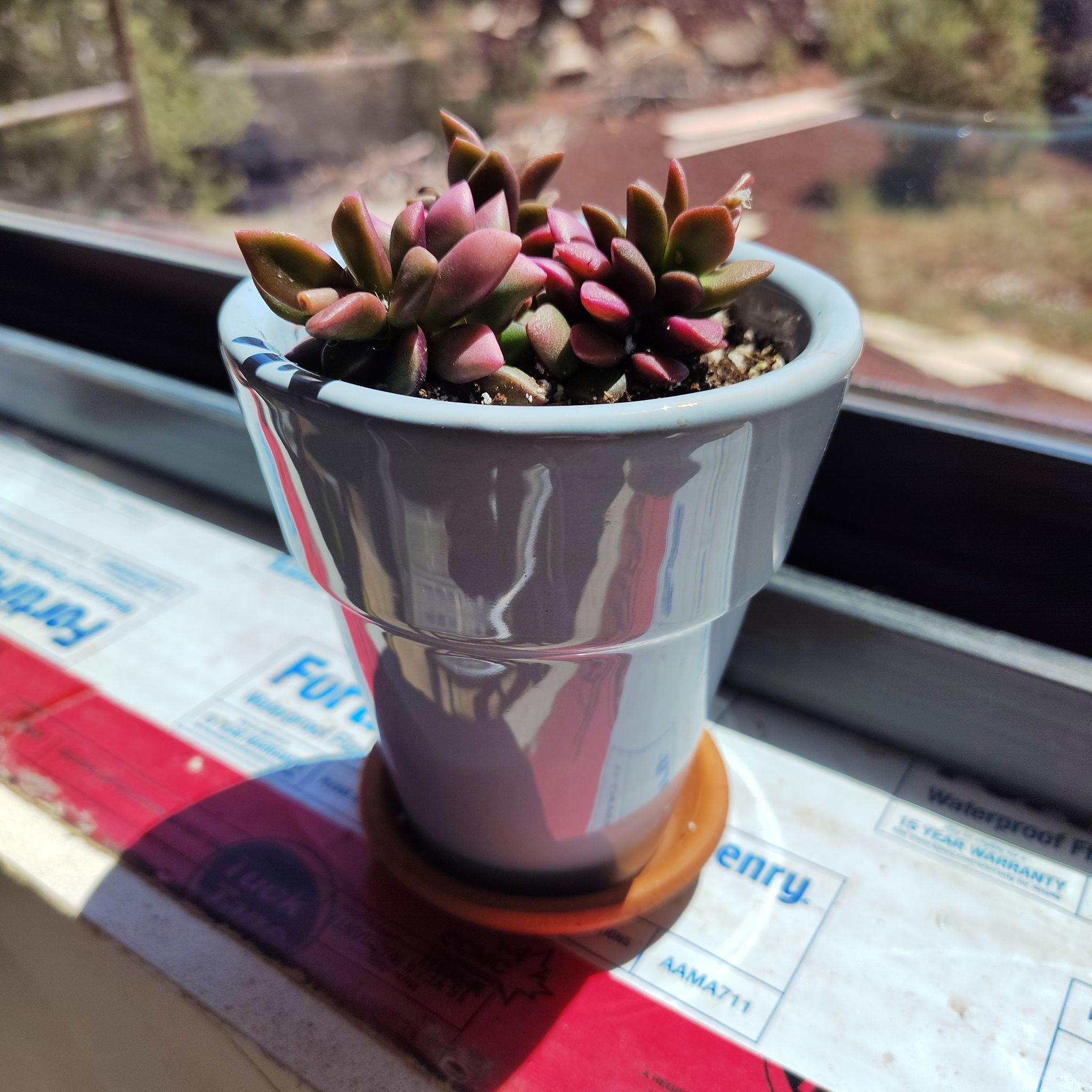 Photo of the plant species Anacampseros by @PlantLuv named Huckleberry on Greg, the plant care app