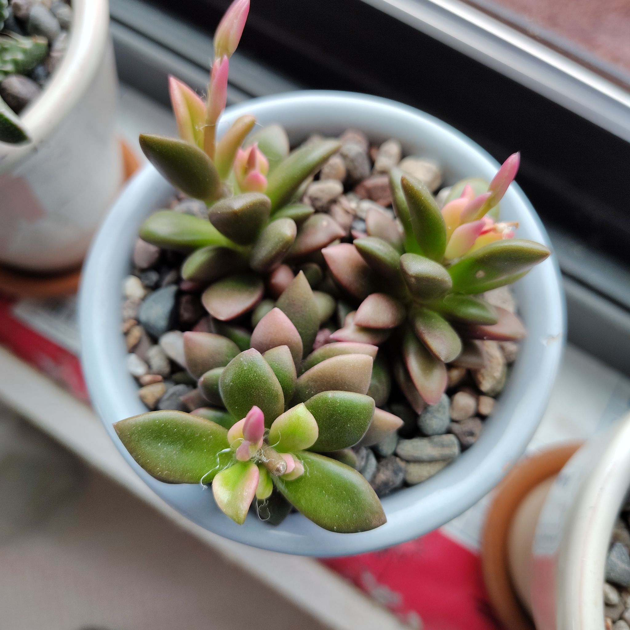 Photo of the plant species Anacampseros by @PlantLuv named Huckleberry on Greg, the plant care app