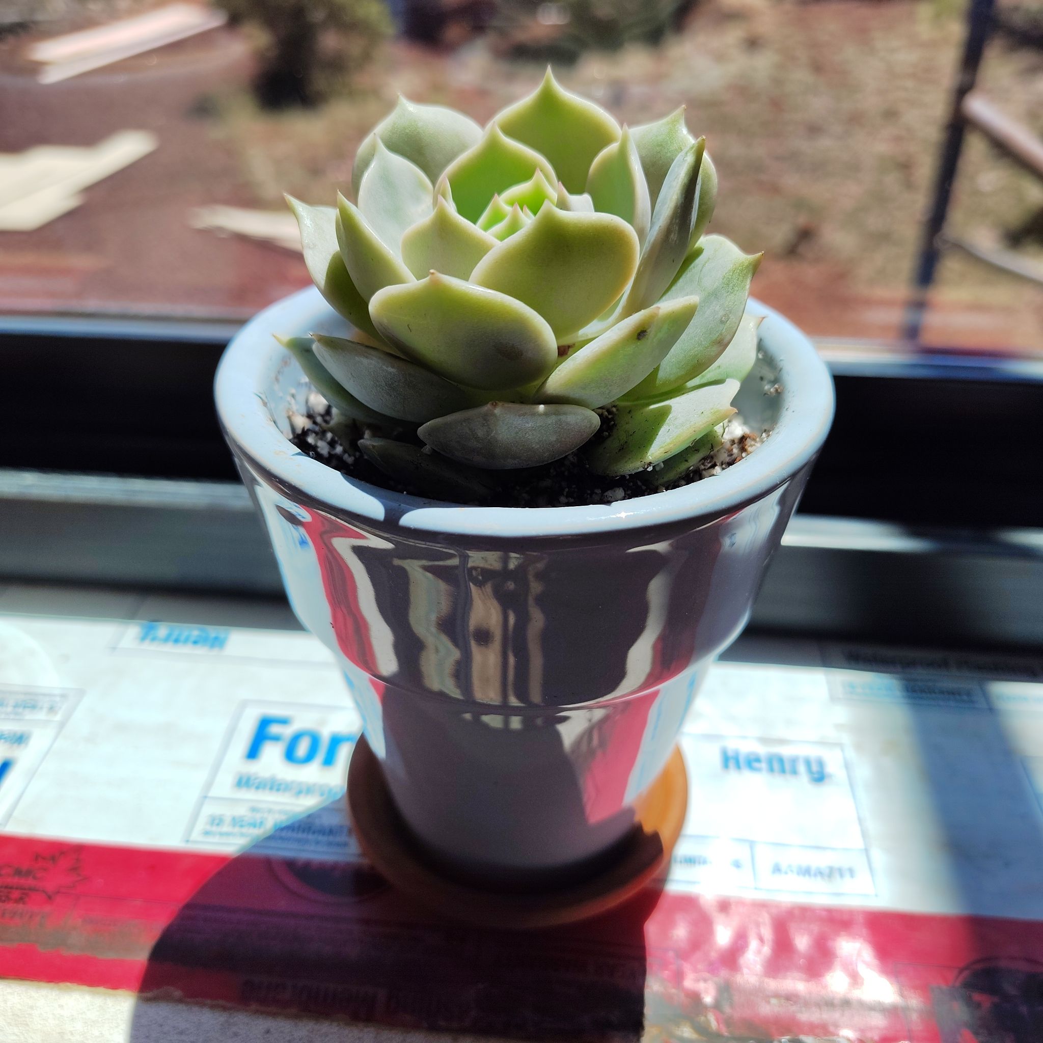 Photo of the plant species Echeveria 'Elfstone' by @PlantLuv named Ella on Greg, the plant care app