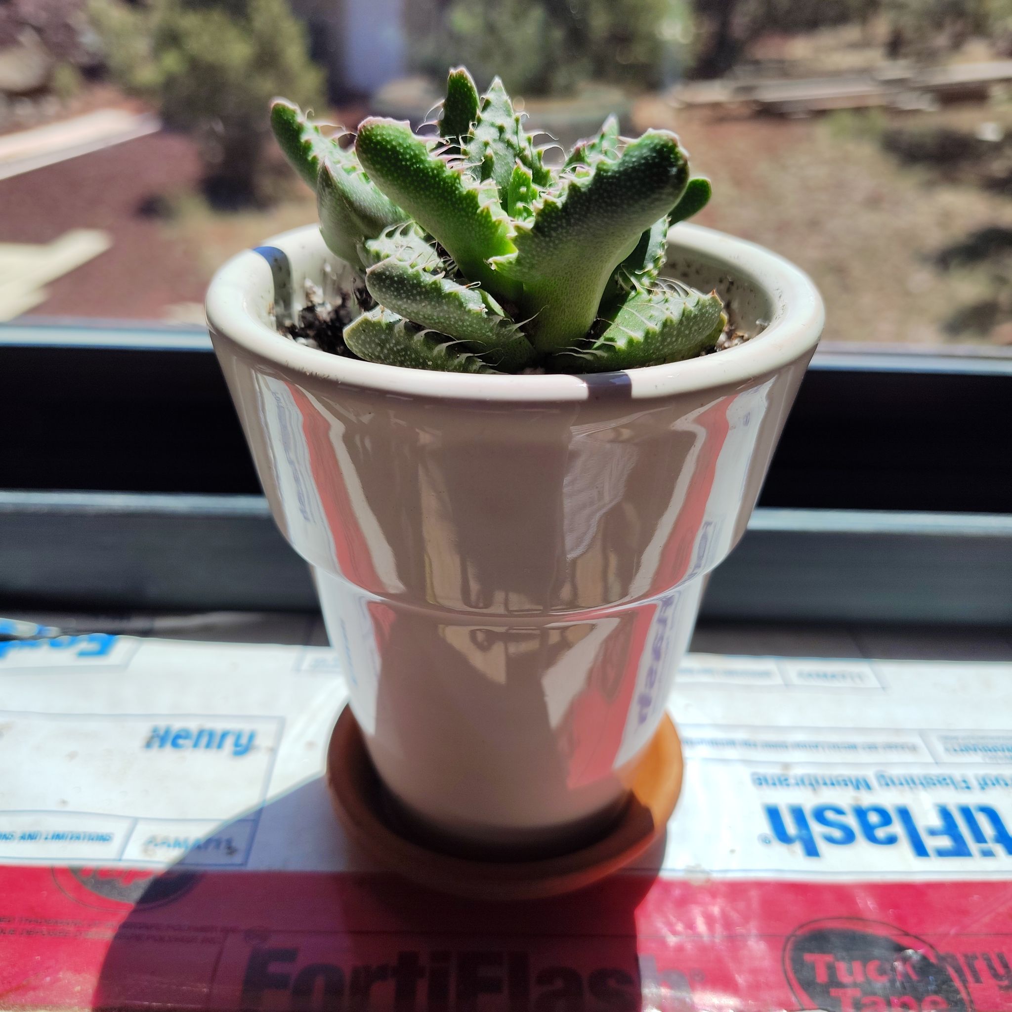 Photo of the plant species Pebbled Tiger Jaws by @PlantLuv named Tig on Greg, the plant care app