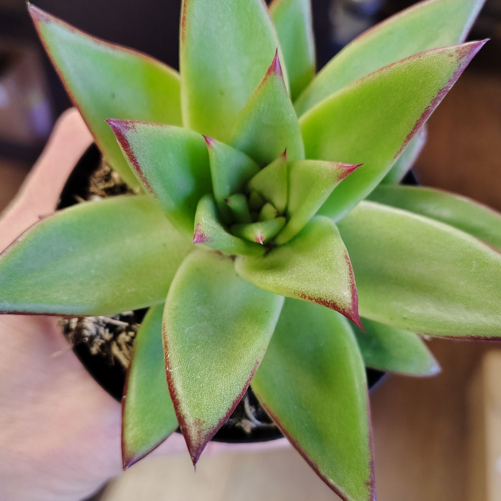 Photo of the plant species Echeveria Ebony by @PlantLuv named Ember on Greg, the plant care app