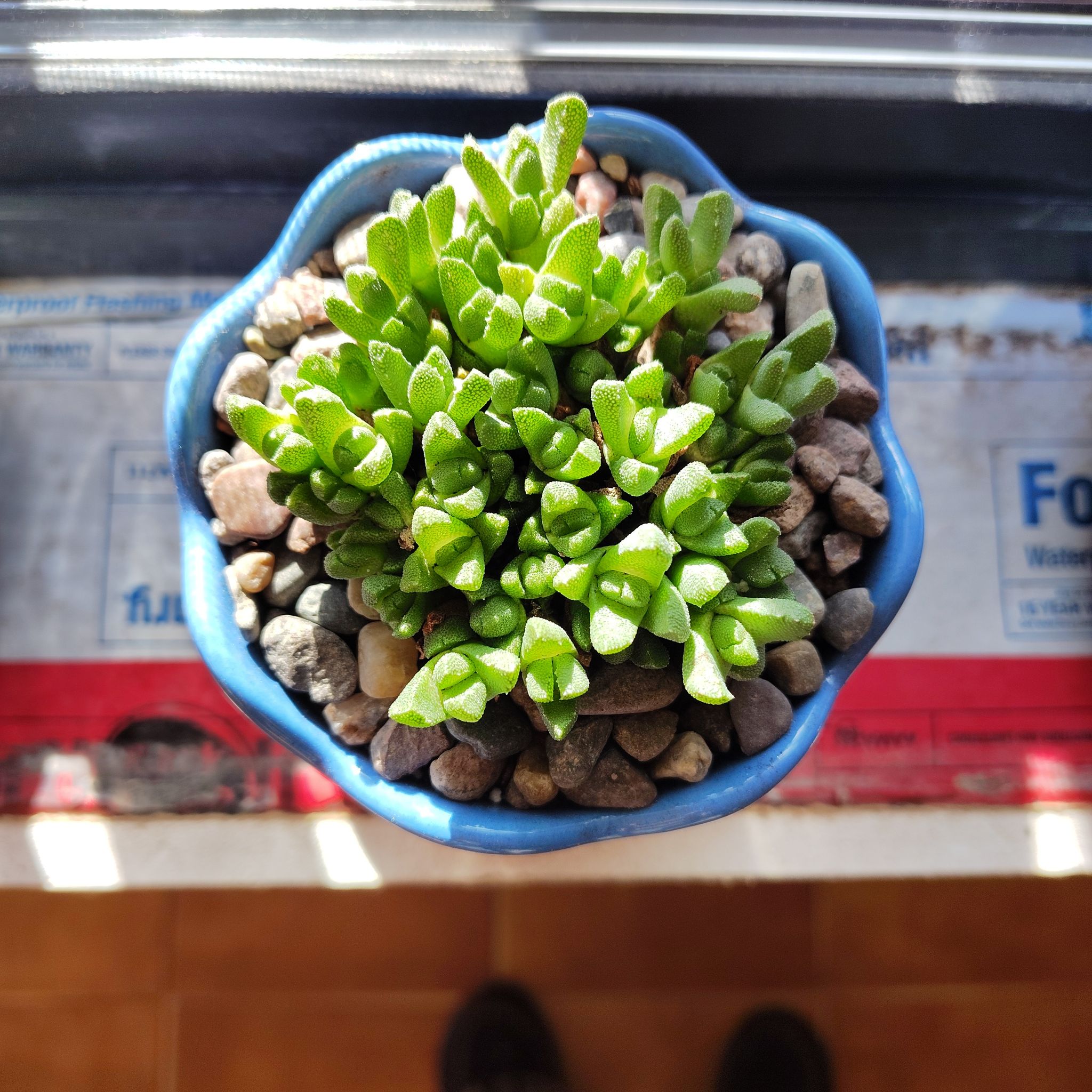 Photo of the plant species Stomatium acutifolium by @PlantLuv named Owen on Greg, the plant care app