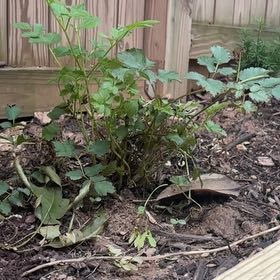 Photo of the plant species Astilbe 'Purple Candles' by @FairCoriander7 named Khaleesi on Greg, the plant care app
