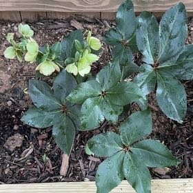 Photo of the plant species Lenten Rose by @FairCoriander7 named Marilyn on Greg, the plant care app
