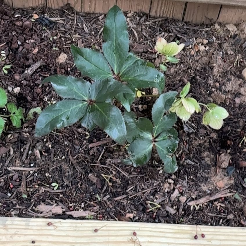 Photo of the plant species Lenten Rose by @FairCoriander7 named Peter Parker on Greg, the plant care app