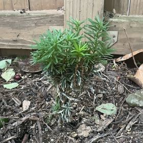 Photo of the plant species Stonehenge Skinny Yew by @FairCoriander7 named Taylor Swift on Greg, the plant care app
