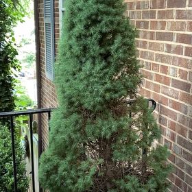 Photo of the plant species American Arborvitae by @FairCoriander7 named Aria on Greg, the plant care app