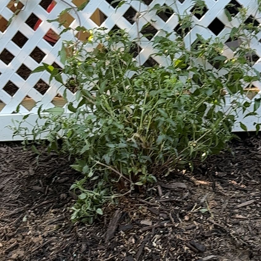 Photo of the plant species Clematis by @FairCoriander7 named Orlando Bloom on Greg, the plant care app