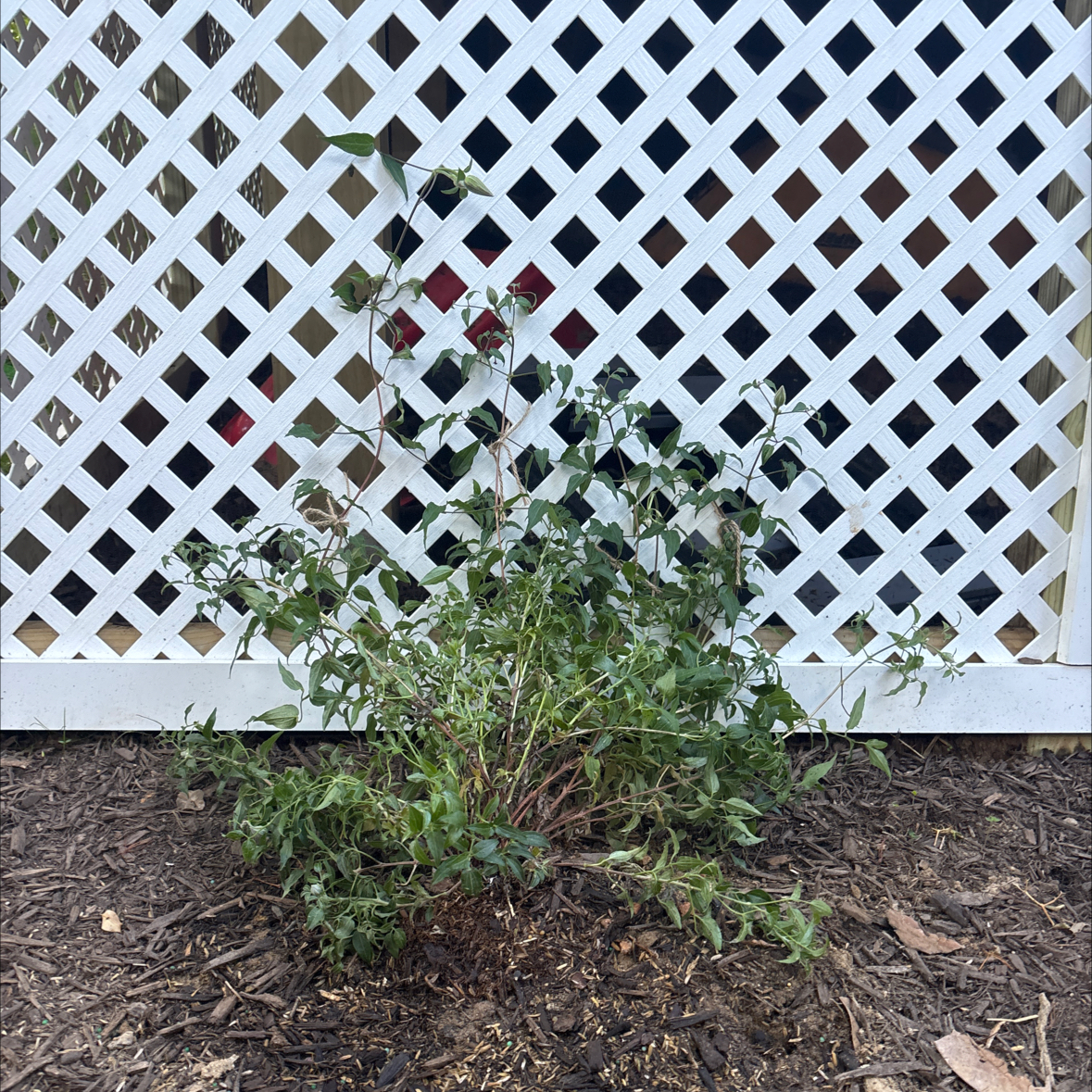 Photo of the plant species Clematis by @FairCoriander7 named Orlando Bloom on Greg, the plant care app