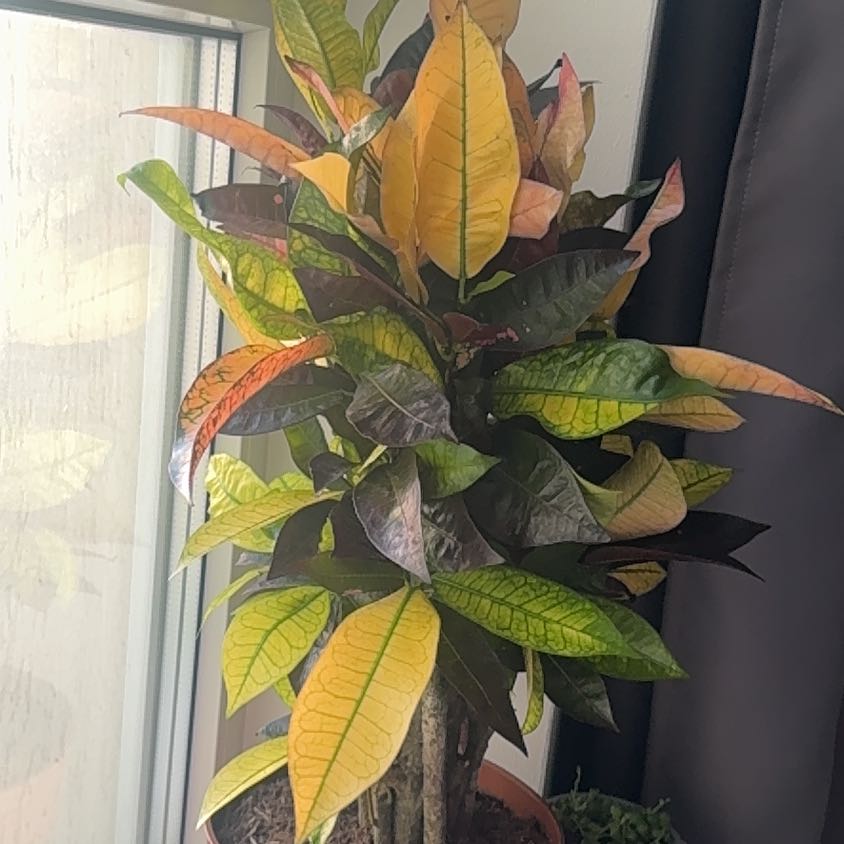 Photo of the plant species Iceton Croton by @JampackedPeony named Luna on Greg, the plant care app