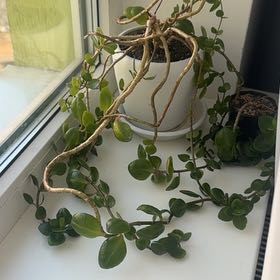 Photo of the plant species Calandiva by @JampackedPeony named Lebron on Greg, the plant care app