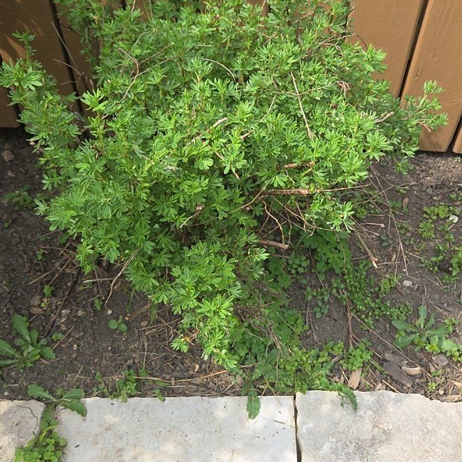 Photo of the plant species Chrysojasminum fruticans by @ActiveRedtree32 named Harry on Greg, the plant care app