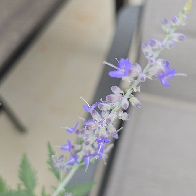 Photo of the plant species Russian Sage 'Zasha' by @ProudlyKiekie61 named Sol on Greg, the plant care app