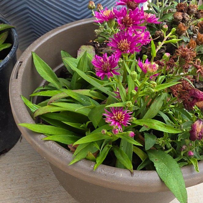 Photo of the plant species New England Aster by @ProudlyKiekie61 named Denali on Greg, the plant care app