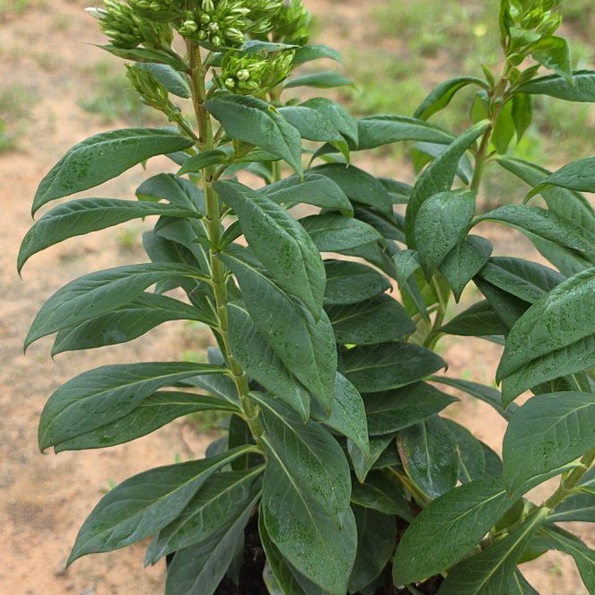 Photo of the plant species Garden Phlox by @ProudlyKiekie61 named Terra on Greg, the plant care app