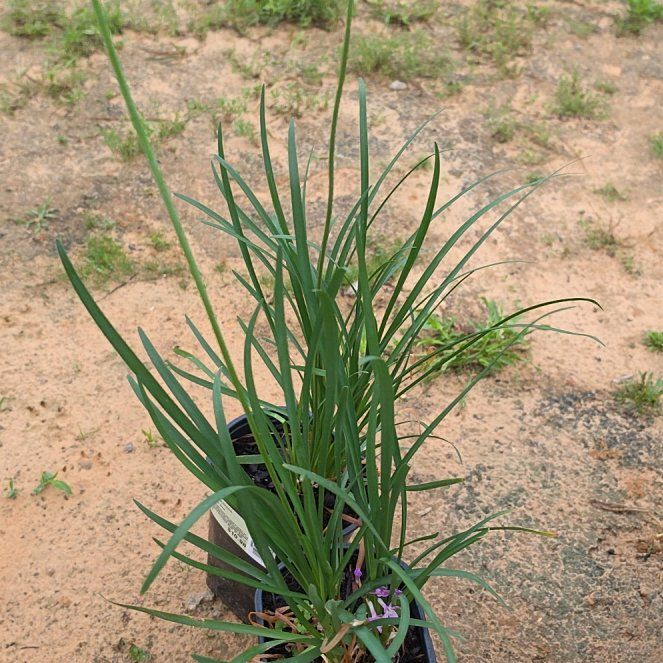 Photo of the plant species Society Garlic by @ProudlyKiekie61 named Spike Leaves on Greg, the plant care app