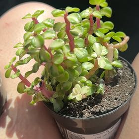 Photo of the plant species Portulacaria afra 'Kaleidoscope' by @JovialMarimo49 named Captain Plant-it on Greg, the plant care app