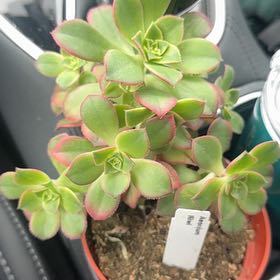 Photo of the plant species Aeonium 'Kiwi' by @JovialMarimo49 named Aristotle on Greg, the plant care app