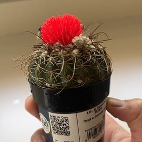 Photo of the plant species Assorted Cactus by @WhizTipa70 named Sir Victor Needles ||| on Greg, the plant care app
