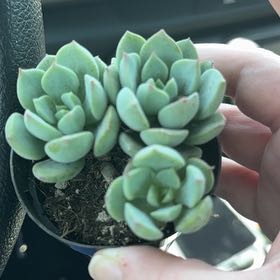 Photo of the plant species Porcelain Plant by @IdealCapeweed75 named Sage on Greg, the plant care app