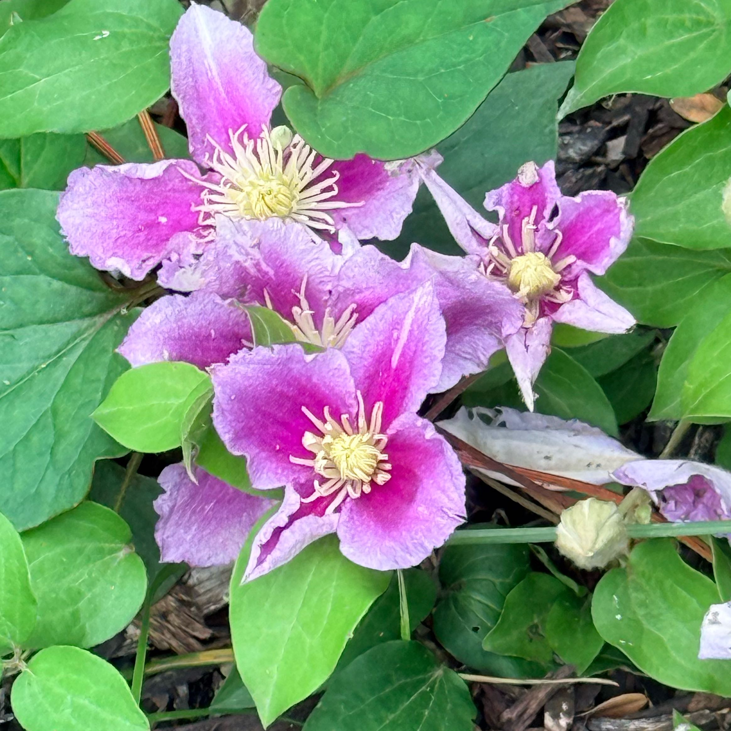 Photo of the plant species Purple Clematis by @IdealCapeweed75 named Clerples on Greg, the plant care app