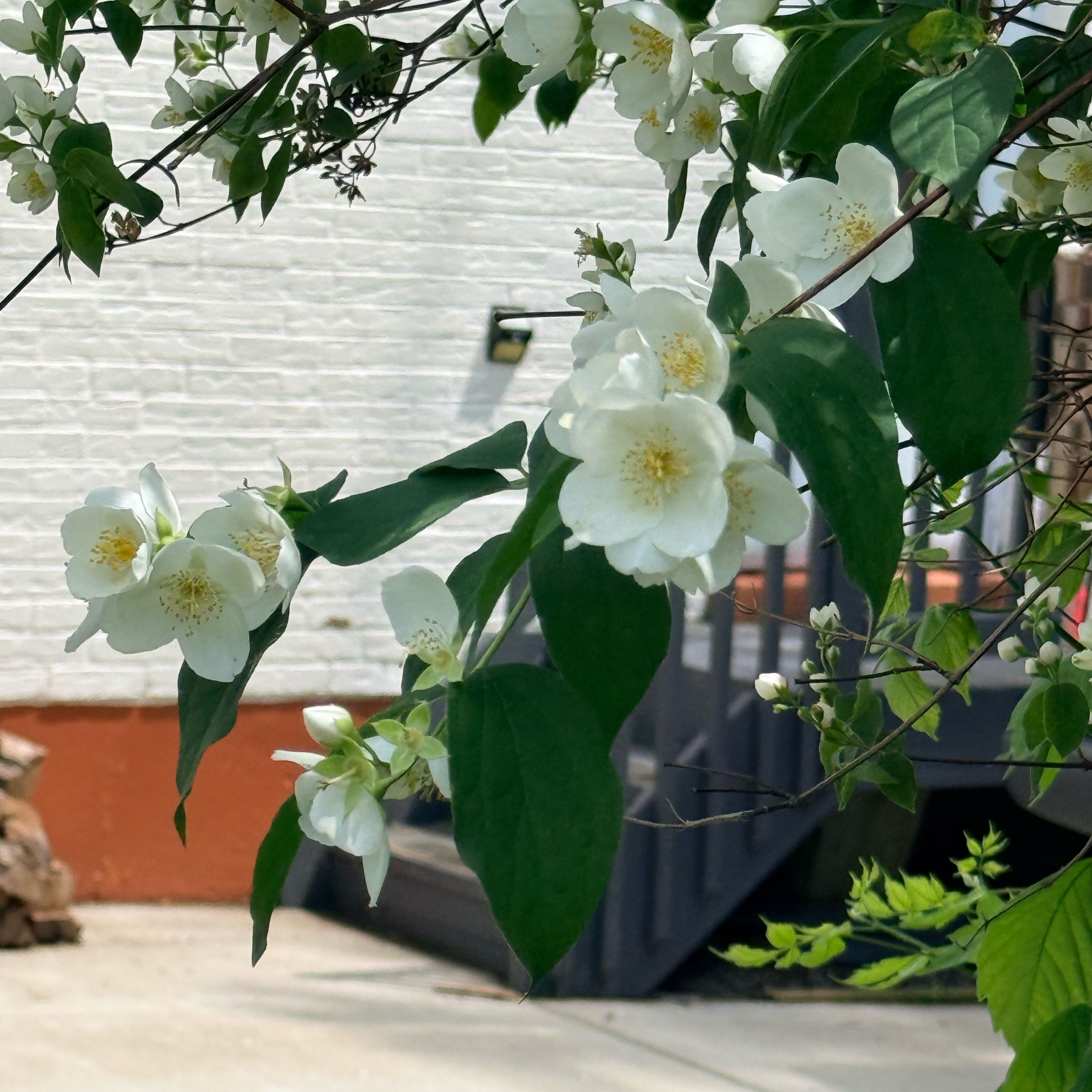Photo of the plant species Sweet Mock Orange by @IdealCapeweed75 named Apollo on Greg, the plant care app