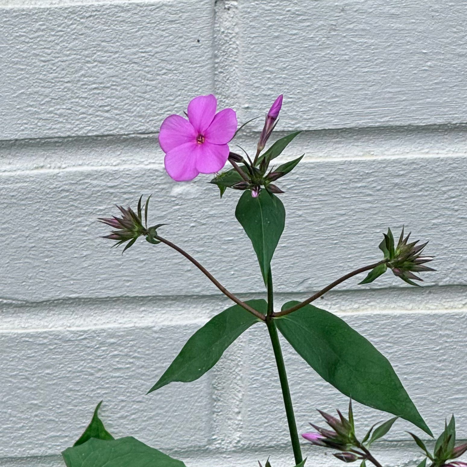 Photo of the plant species Garden Phlox by @IdealCapeweed75 named Doja Cat on Greg, the plant care app