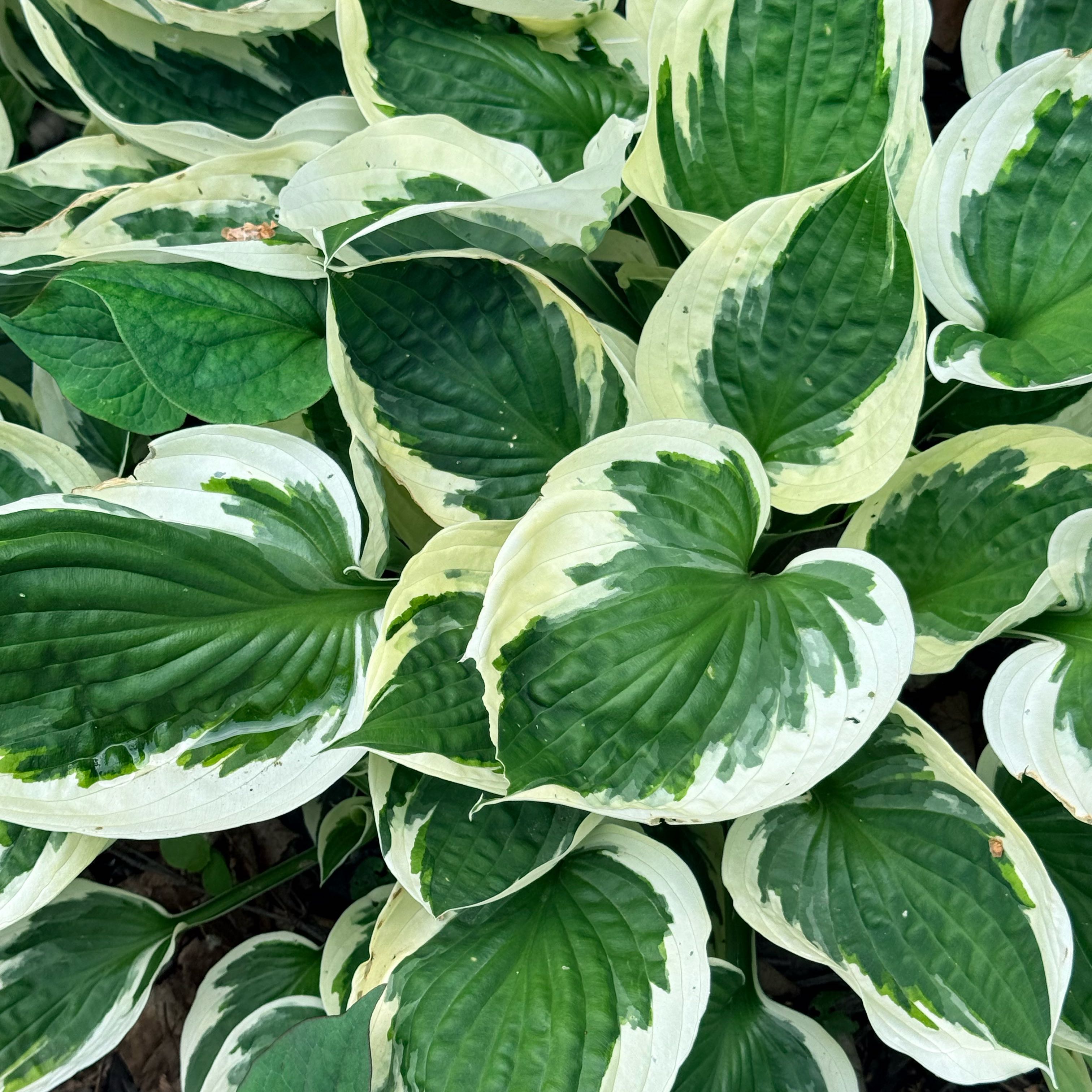Photo of the plant species Plantain Lily by @IdealCapeweed75 named Mollie on Greg, the plant care app