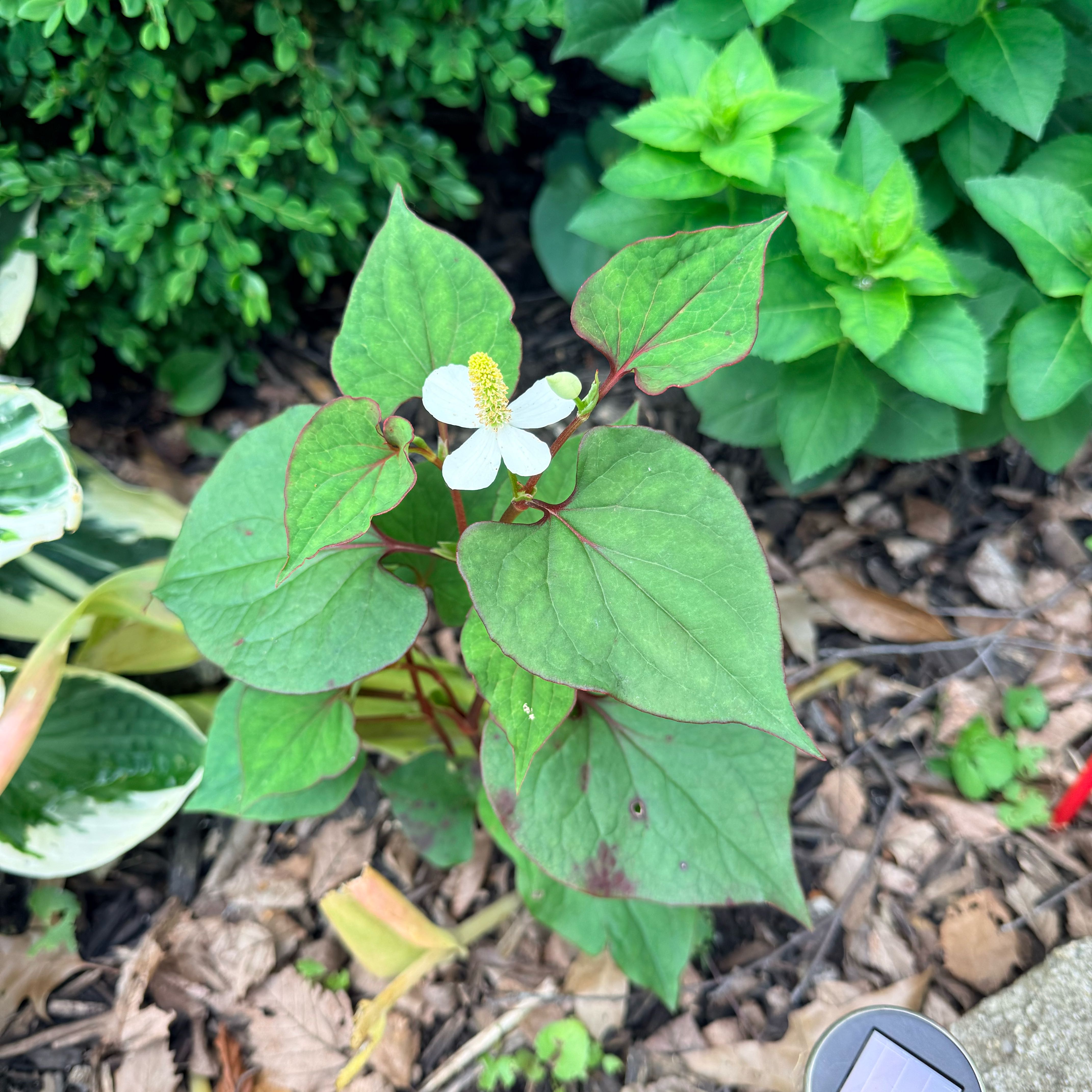 Photo of the plant species Heart Leaf by @IdealCapeweed75 named Girlfrond on Greg, the plant care app
