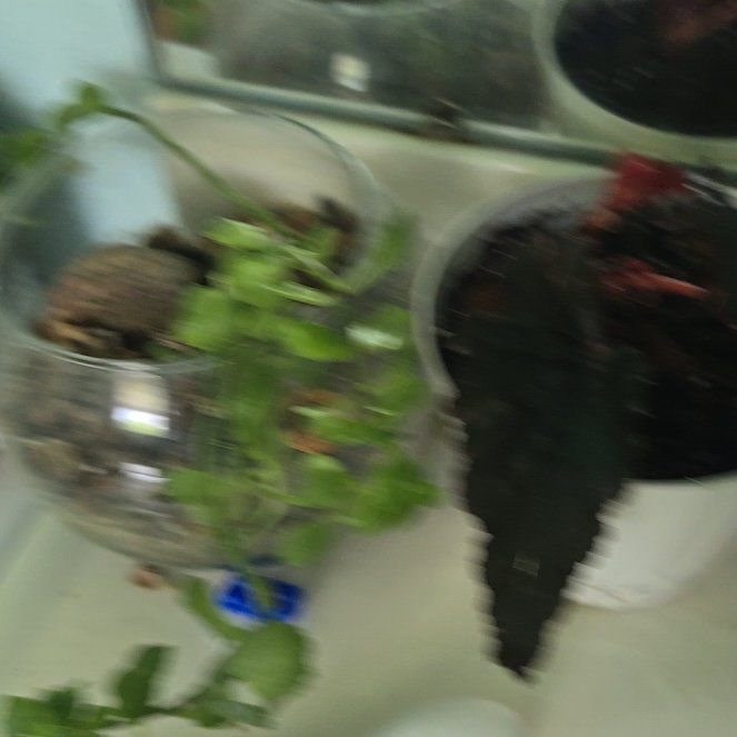 Photo of the plant species Alehoof by @VitalCamphor28 named Remington on Greg, the plant care app