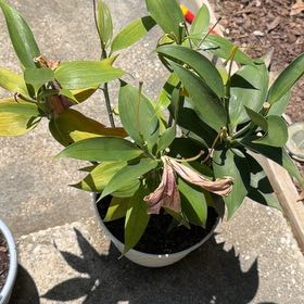 Photo of the plant species Lily 'Sunny Martinique' by @AceHardhead57 named Starlight on Greg, the plant care app