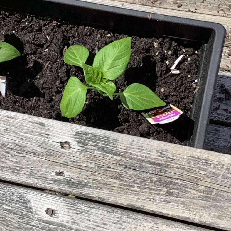 Photo of the plant species Mad Hatter Pepper by @MatureEndive49 named Ted on Greg, the plant care app