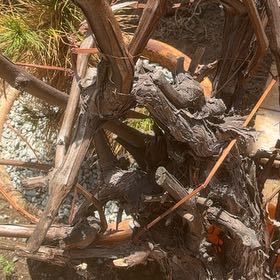 Photo of the plant species Wine Grape by @AlluringDidelta named Drake on Greg, the plant care app