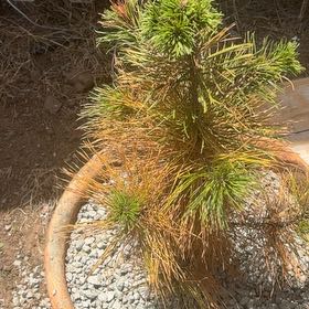 Photo of the plant species Cedros Island Pine by @AlluringDidelta named Athena on Greg, the plant care app