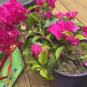 Photo of the plant species Lesser Bougainvillea by @HeroApplemint20 named Bodhi on Greg, the plant care app
