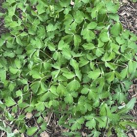 Photo of the plant species Colorado Blue Columbine by @SolidMossfern41 named Tree Diddy on Greg, the plant care app