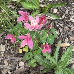 Photo of the plant species Common Columbine by @SolidMossfern41 named Kobe on Greg, the plant care app